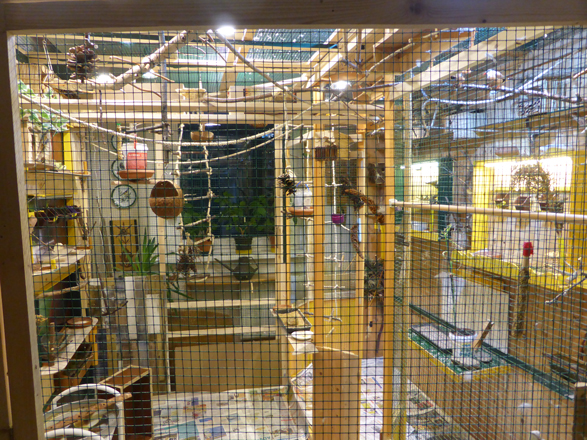 Meine Voliere Meine Voliere