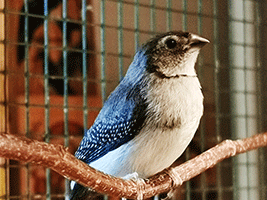 Ringelamadine Ringelamadine