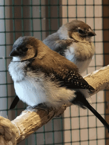 Ringelamadine Ringelamadine