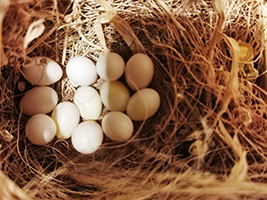 10 Eier meiner Ringelamadinen Ringelamadine Ringelamadine