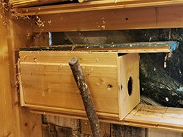 Hier haben sie das Nest gebaut Ringelamadine Ringelamadine