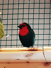 RotkopfPapageiamadine