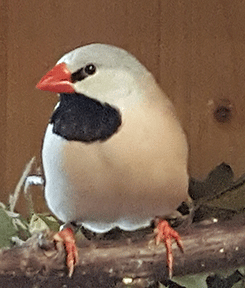 Spitzschwanamadine Spitzschwanzamadine