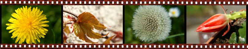 Frühling in Bautzen