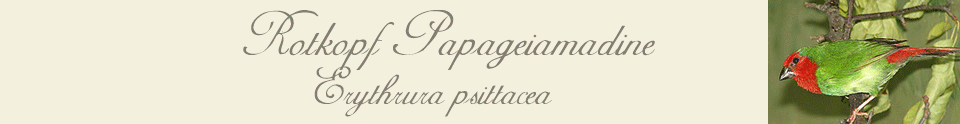 Rotkopf Papaeiamadinen