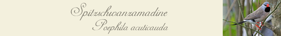 Spitzschwanzamadinen Spitzschwanzamadinen